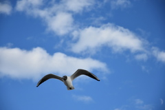 Chroicocephalus ridibundus