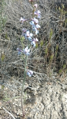Delphinium parishii