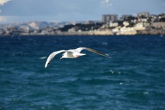 Chroicocephalus ridibundus