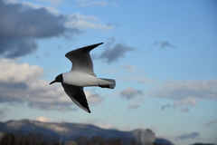 Chroicocephalus ridibundus