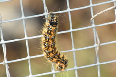 Malacosoma tigris