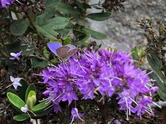 Leptotes trigemmatus