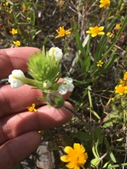 Castilleja rubicundula rubicundula