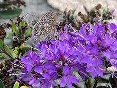 Leptotes trigemmatus
