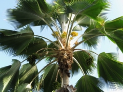 Pritchardia