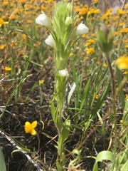 Castilleja rubicundula rubicundula