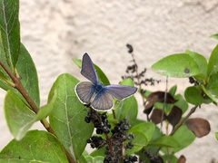 Leptotes trigemmatus