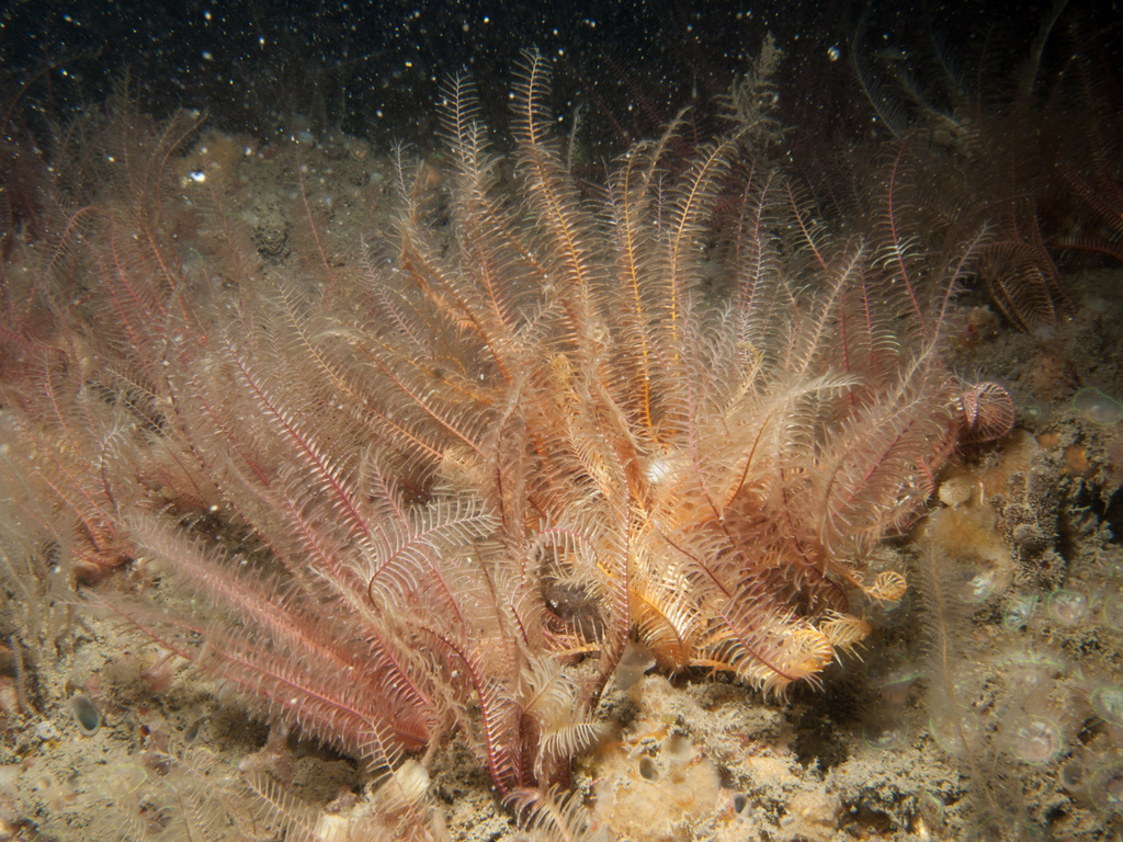 Rosy Feather-star