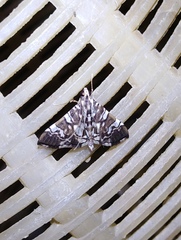 Chabula acamasalis