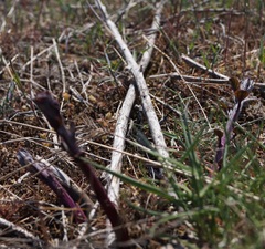 Capparis spinosa herbacea