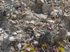 Matthiola odoratissima