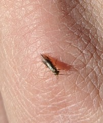 Xyeloidea