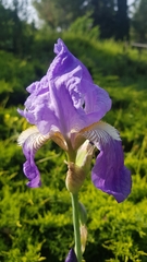 Iris mesopotamica