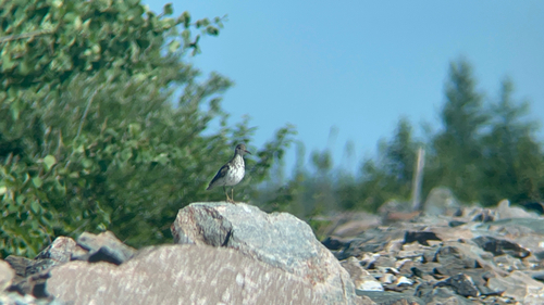 Spotted Sandpiper