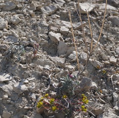 Matthiola odoratissima