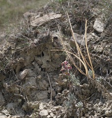 Matthiola odoratissima