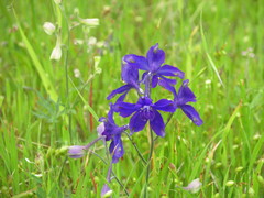 Delphinium variegatum variegatum