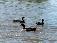 Anas platyrhynchos domesticus