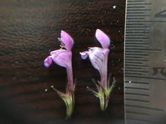 Lamium hybridum