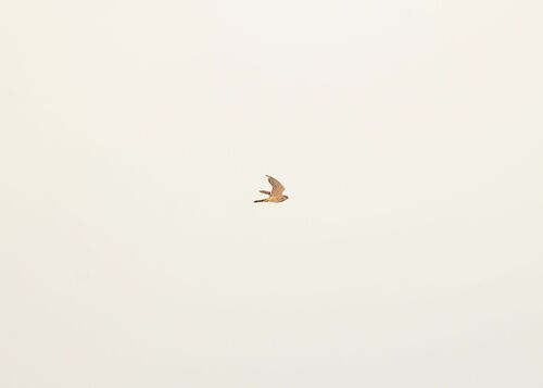 Merlin observed by alove4feathers