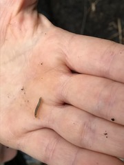 Diplopoda