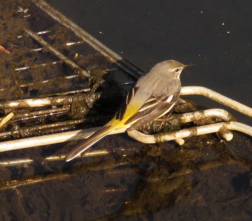 Lavandera cascadeña (Motacilla cinerea)