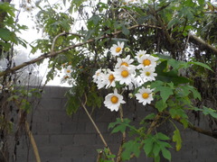 Montanoa grandiflora