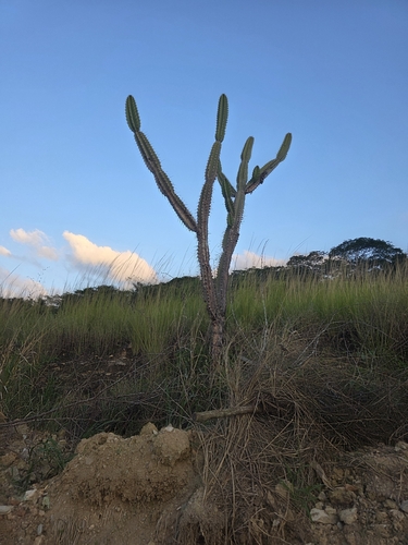 Cereus jamacaru