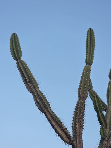 Cereus jamacaru