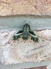 Proserpinus proserpina