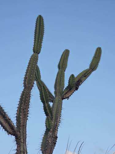 Cereus jamacaru