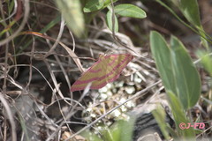 Rhodostrophia calabra