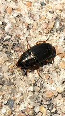 Coleoptera