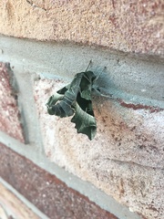 Proserpinus proserpina