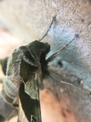 Proserpinus proserpina