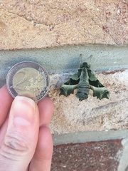 Proserpinus proserpina