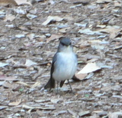 Eopsaltria georgiana