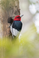 Red-Headed Woodpecker photo 3
