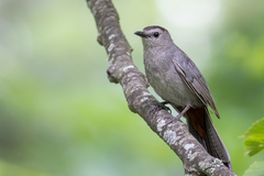 Gray Catbird photo 1