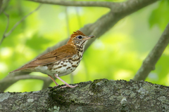 Wood Thrush photo 2
