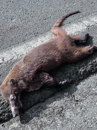 White-nosed Coati observed by el-markos