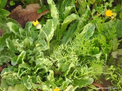 Medicago arabica