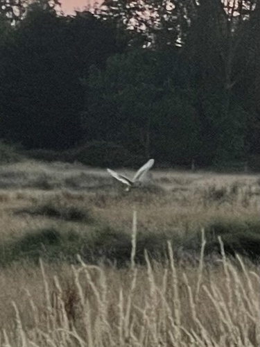 Western Barn Owl observed by yoursilverybeefly