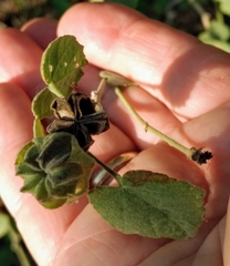 Abutilon berlandieri