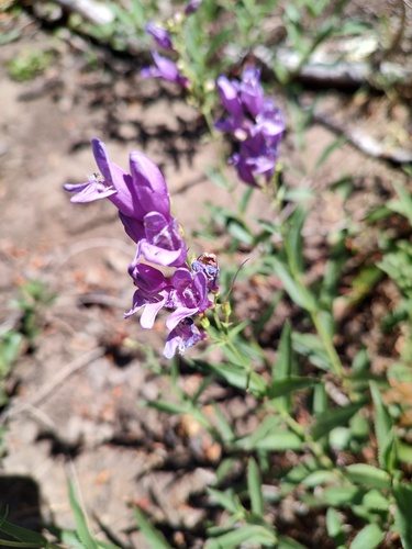 Penstemon venustus, photograph 4