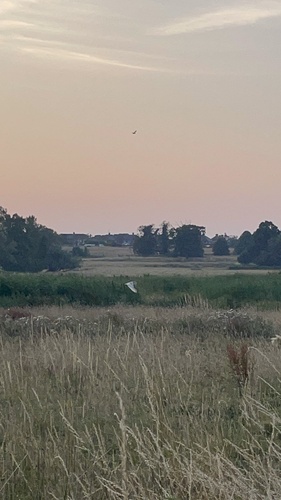 Western Barn Owl observed by o6bren18