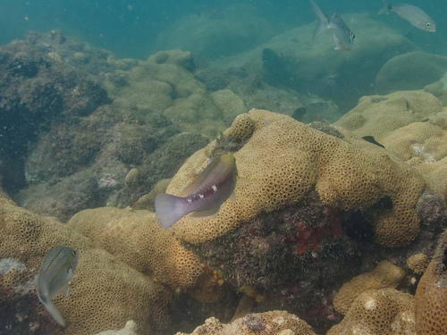 Zelinda's parrotfish (Scarus zelindae) — Scaridae — 4
