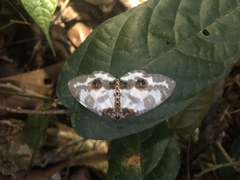 Abraxas amicula-illuminata