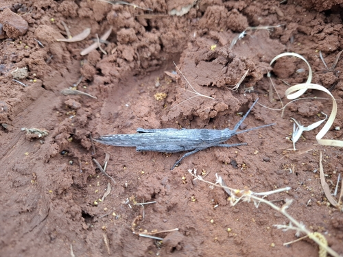 Bark-mimicking Grasshopper
