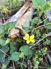 Viola lobata integrifolia